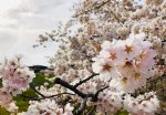 前の記事: 桜の絶景！高遠城址公園の満開桜