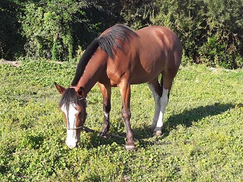 新しい記事: 馬主は「投資」か「趣味」か？競走馬の馬主になるメリットと条件のまとめ