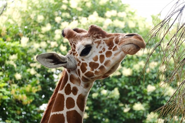 前の記事: ペットとして飼育出来る最大の陸上哺乳類は「キリン」！輸入はできる？