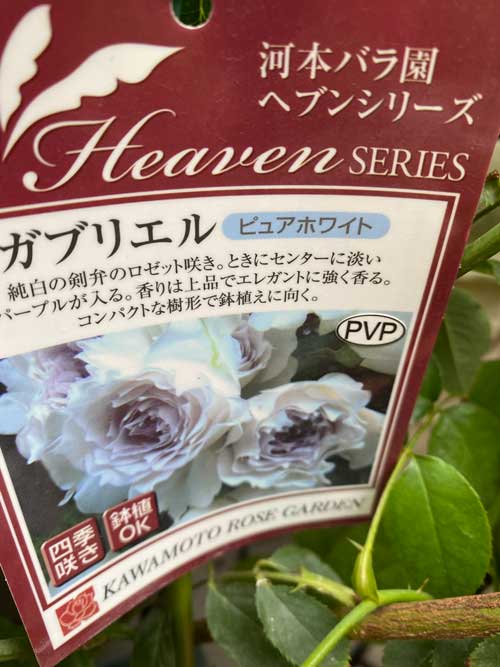 前の記事: ガブリエルって面倒くさい！薔薇、ロセッティ、そしてシャネル